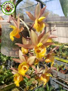 Catasetum José Schinaider