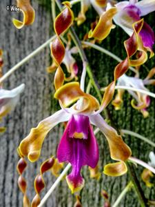 Dendrobium Tan Kheng Lian