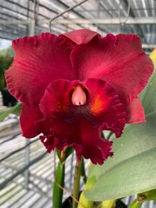 Rhyncholaeliocattleya Deception Black Magic