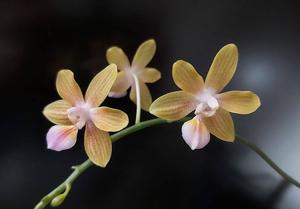 Phalaenopsis Helene Burkhardt