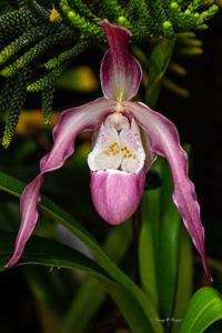 Phragmipedium QF Leina'ala