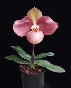 Paphiopedilum In-Charm Handel