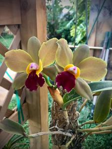 Rhyncholaeliocattleya Red Gold