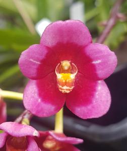 Sarcochilus Magic