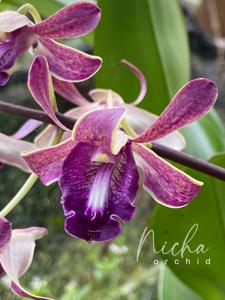 Dendrobium Nicha Falling Rain