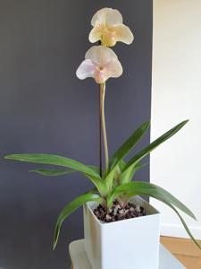 Paphiopedilum Miller's Daughter