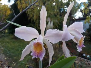 Cattleya Heloisiae