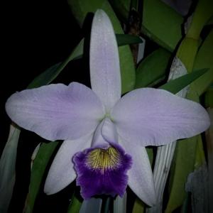 Laeliocattleya Blue Magic