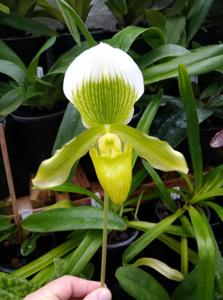 Paphiopedilum Rosettii