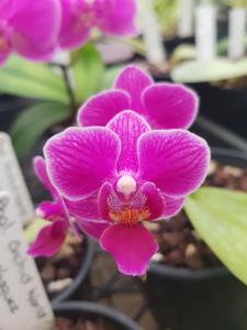 Phalaenopsis Super Pixie