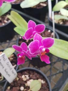 Phalaenopsis Super Pixie