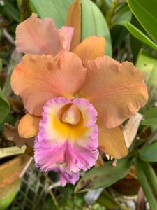 Rhyncholaeliocattleya Memoria Bob Crowder