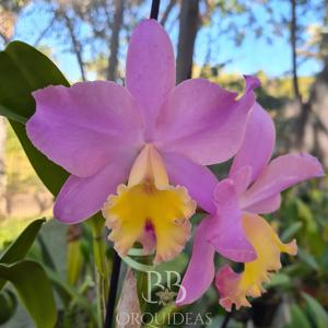 Rhyncattleanthe Excellency Orange