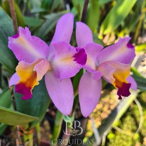 Cattleya Rafael Ostetto