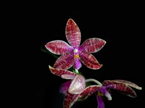 Phalaenopsis SWR Special Ludde