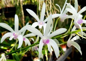 Dendrobium Aussie Virgin