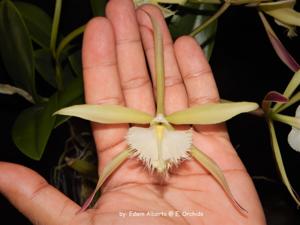 Rhynchodendrum Cabalgata en Verde