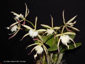 Rhynchodendrum Cabalgata en Verde