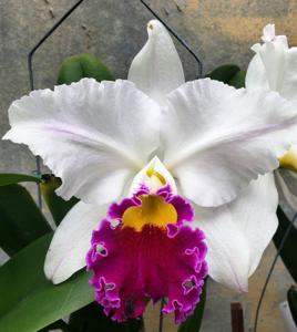 Cattleya Taida Swan