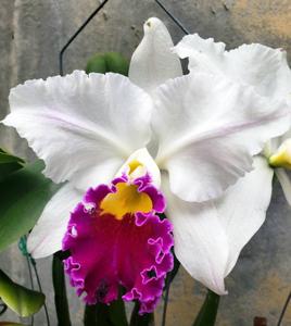 Cattleya Taida Swan