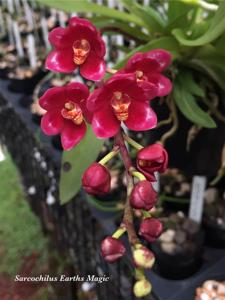 Sarcochilus Earth's Magic