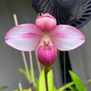 Phragmipedium Sue Omeis
