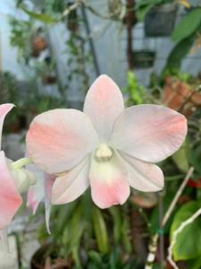 Dendrobium Pinky