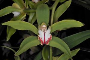 Cymbidium Lowio-grandiflorum