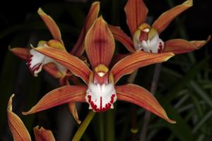 Cymbidium Ceres