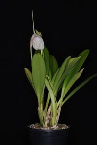 Masdevallia Curlei