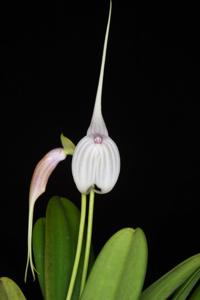 Masdevallia Curlei