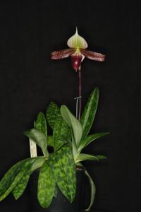 Paphiopedilum Raisin Jack