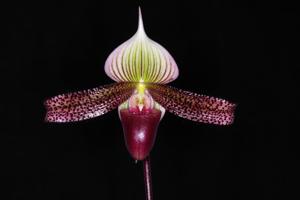 Paphiopedilum Raisin Jack