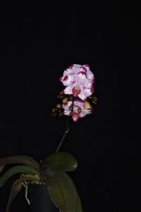 Phalaenopsis Yu Pin Burgundy