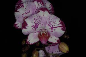 Phalaenopsis Yu Pin Burgundy