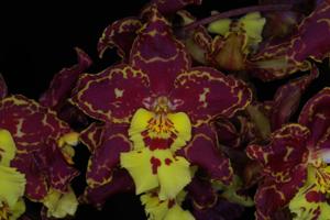 Oncidium Fredric Ross