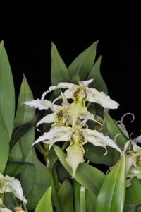 Dendrobium Stephen Batchelor