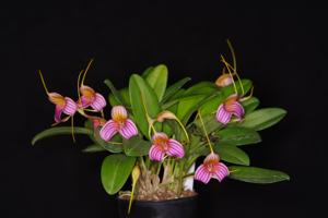 Masdevallia Peppermint Rock