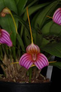 Masdevallia Peppermint Rock