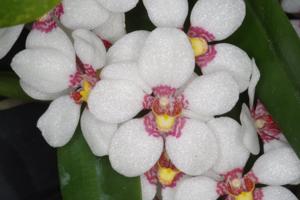 Sarcochilus Burgundy on Ice