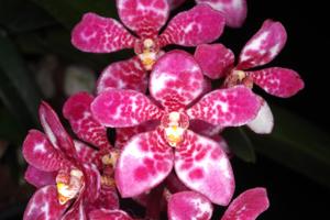 Sarcochilus Kulnura Spike