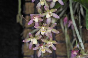 Sarcomoanthus Little Sparkle