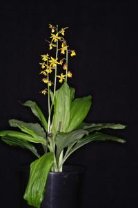 Calanthe Mac's Gold