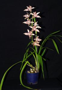 Cymbidium Doris