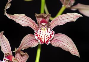 Cymbidium Doris