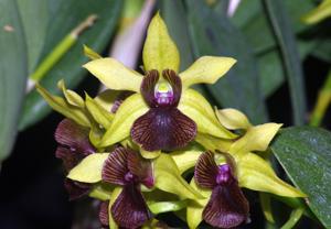 Dendrobium Gerald McCraith