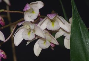 Dendrobium suffusum