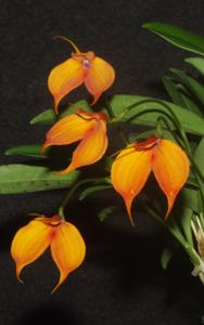 Masdevallia Sun Dancer-ignea