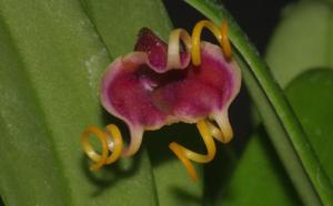 Masdevallia Curly George