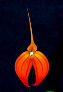 Masdevallia Trevor Gillbanks